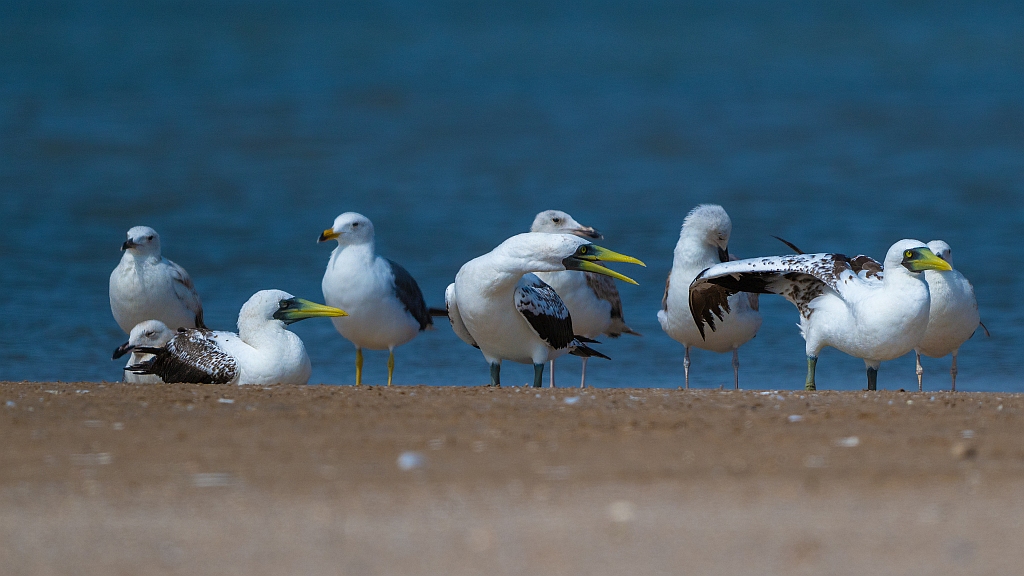 Masked Booby 
